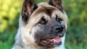 Resultado de imagen para akita