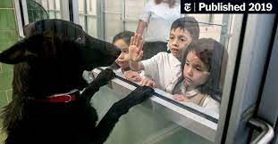 Euthanasia services are available for cats, dogs, and more beloved pets. Why Euthanasia Rates At Animal Shelters Have Plummeted The New York Times