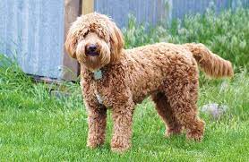 We have goldendoodle puppies who were born on 17th of may, 2021 and will be ready for new home on july 12th. Mini Goldendoodle For Sale Near Me And Tips To Get The Right Puppy