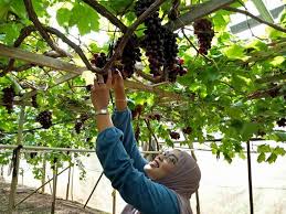 Check spelling or type a new query. Datang Sini Kalau Nak Petik Anggur Manis Ladang Tersembunyi Di Cameron Highlands Mingguan Wanita