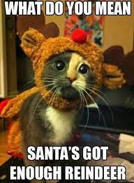 All i want for christmas is something else. Pin By Marcia Dalcher On Tis The Season Crazy Cats Cute Animals Christmas Memes