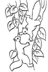 Squirrel Climbing Tree Coloring Page Squirrel Coloring Page Tree Coloring Page Coloring Pages