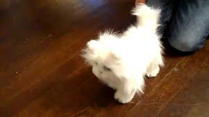 Furreal Friends Lulu S Walkin Kitty Review Youtube