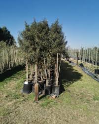 Image result for Buddleja saligna