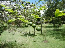 Image result for Vangueria