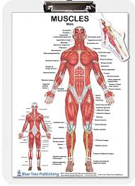 Superficial back muscles, intermediate back muscles and intrinsic the superficial back muscles are the muscles found just under the skin. Muscle Anatomy Female And Male Dry Erase Clipboard Two Sided Skeletal Amazon Com Industrial Scientific