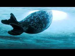 It's what linguists call a language game.a language game (also sometimes called a ludling or argot) is a set of rules applied to an existing language which make that language incomprehensible to. How To Say Baby Seal In French Google Translate