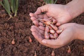 Check spelling or type a new query. Best Ways To Plant Onion Bulbs And Sets Kellogg Garden Organics