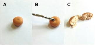 Image result for Ghost Tablet