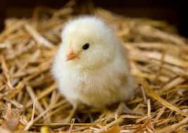 Female baby chickens are called pullets while males are called cockerels. How To Raise Baby Chicks Into Coop Hens