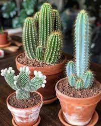 Succulents are a broader group referring to a type of plant included in several botanical families. Grow A Successful Garden Following These Hints Easy Garden Plants Cactus Plants Cactus Succulents