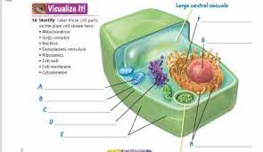We did not find results for: Sb Life Sciences Unt 1 L 1 3 Diagram Quizlet