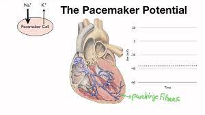 · the impulse in the ventricles is initially conducted through a bundle of. 045 The Pacemaker Potential Of The Sa Node And The Av Node Youtube