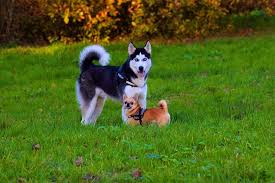 The hair coat is usually thin and hair falls out easily. 8 Possible Reasons For Your Dog S Excessive Hair Loss