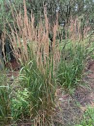 Image result for Agrostis epigejos