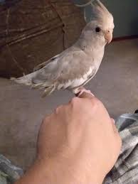Our Baby Cockatiel Busted Her Tail Feathers | What Happened? - Youtube