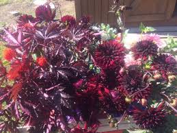 Maybe you would like to learn more about one of these? Hibiscus Foliage And Dahlias Dinner Plate Dahlias Fall Flowers Hibiscus