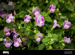 Image result for Linderniaceae