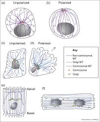 What is the function of microtubules in animal cell. Generation And Regulation Of Microtubule Network Asymmetry To Drive Cell Polarity Sciencedirect