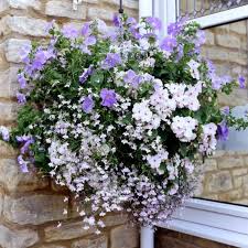 Summer Hanging Basket Impatiens Lobelia Petunias 03 Jpg Rdcd Hanging Flower Baskets Plants For Hanging Baskets Hanging Plants