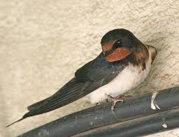 طائر السنونو barn swallow bird animals