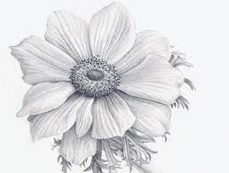 I'm sure you will be thrilled to see realistic flower drawings on a. Realistic Small Flower Drawings Novocom Top