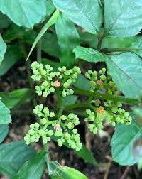 Image result for Justicia claessensii