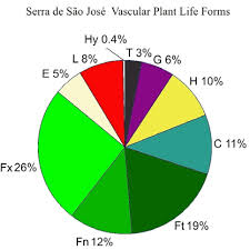 Image result for Syngonanthus longibracteatus