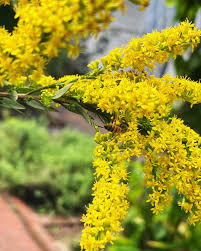Image result for Thunbergia laborans