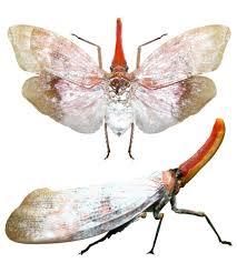 Pyrops Sultana Insect Collection Beetle Insect Beautiful Bugs