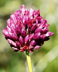 Fie ca vorbim despre zona litoralului, fie despre cea montana, tara noastra nu duce deloc lipsa de atractii pentru turistii romani si mai ales pentru cei de peste hotare. Foto Dunele Marine De La Agigea