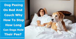 Dog Peeing On Bed And Couch Why How To Stop How Long Can My Dogs Hold Their Pee Petxu