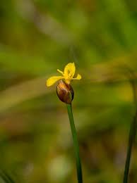 Image result for Xyris schliebenii