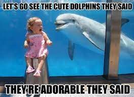 Cute Dolphins Meme Slapcaption Com Funny Babies Funny Dolphin Funny Pictures