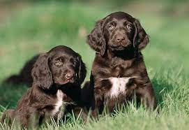 Glp's are perfect family dogs; German Longhaired Pointer Info Puppies Temperament Pictures