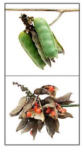 Image result for Abrus melanospermus