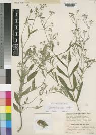 Image result for Gutenbergia rueppellii