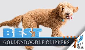 7 Best Goldendoodle Dog Hair Clippers Our 2019 Doodle