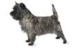 Potomac Cairn Terrier Rescue