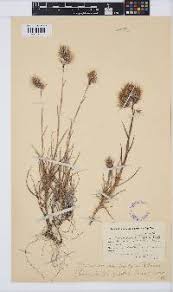 Image result for Pentameris