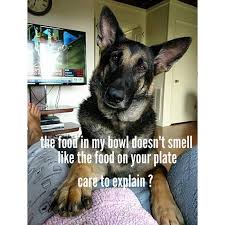 Clean Memes 01 01 2020 Evening In 2020 Funny Dog Memes Funny Animal Jokes Animal Jokes