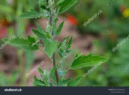 Image result for Chenopodium simplex