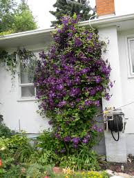 All andrew's plants has moved to allandrewsplants.wordpress.com you can find this clematis are super easy to propagate. Clematis In My Garden Manitoba Master Gardener Association
