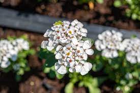 Baldur garten winterharter bodendecker iberis 'masterpiece®', 3 pflanzen, schleifenblume. Immergrune Schleifenblume Masterpiece Iberis Sempervirens Masterpiece Gunstig Online Kaufen