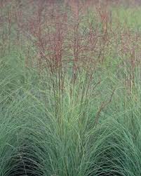 Image result for Miscanthus sinensis