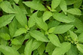 Image result for Rhinacanthus zambesiacus