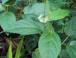 Image result for Tragia rupestris