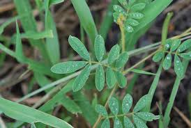 Image result for Tephrosia pumila