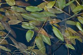 Image result for Potamogetonaceae