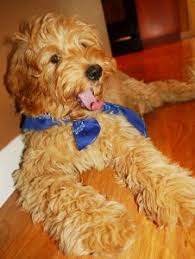 Search for kitchen equipment with us. Puppy Pricing And More Valley Vineyard Labradoodles
